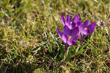 Krokus - Szafran wiosenny,  gatunek bulwiastej byliny należącej do rodziny kosaćcowatych. piękny kwiat o różnych kolorach i odmianach. Dziko rosnący w Europie środkowej i południowej.