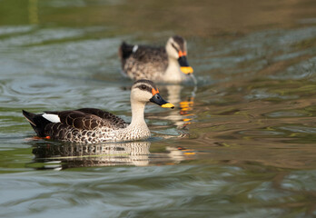 A pair of Indian spot-billed duck at Bhigwan bird sanctuary, India