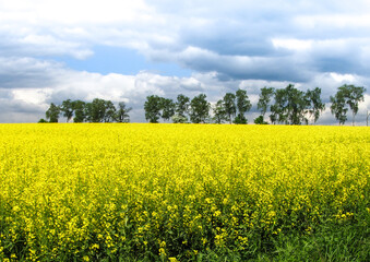 yellow field of rape in spring