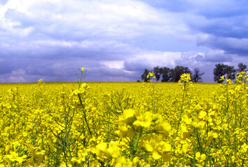 yellow field of rape in spring