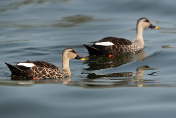 A pair of Indian spot-billed duck at Bhigwan bird sanctuary, India