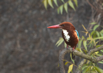 Closeup of a White-breasted kingfisher perched on tree at Bhigwan bird sanctuary Maharashtra