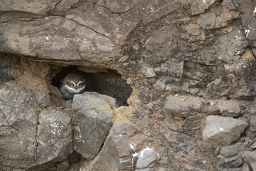 Spotted owlet in the rock at Bhigwan bird sanctuary Maharashtra