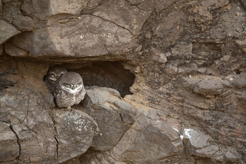 Spotted owlets in the rock cave at Bhigwan bird sanctuary Maharashtra