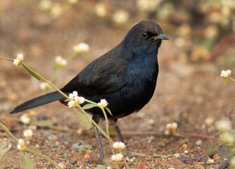 Indian Robin at Bhigwan bird sanctuary Maharashtra
