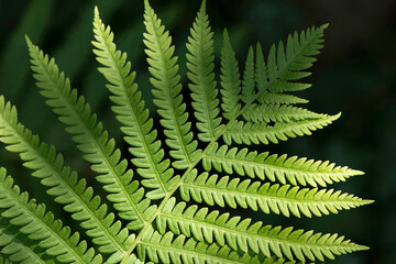 Fern Leaf