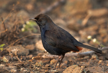 Closeup of a Indian Robin at Bhigwan bird sanctuary Maharashtra