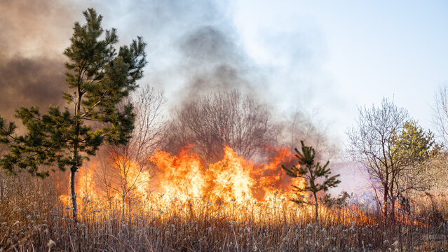 Feldbrand und Waldbrand nach langer Trockenheit