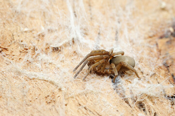 Closeup of the nature of Israel - spider  on the tree