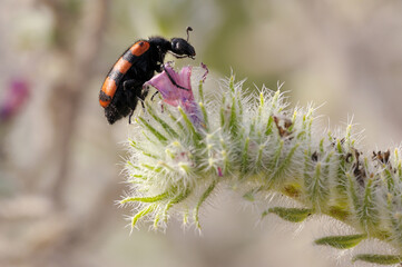 Closeup of the nature of Israel - Meloidae beetle