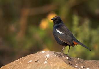 Indian Robin on the rock  at Bhigwan bird sanctuary Maharashtra