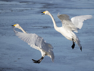 Whooper swans