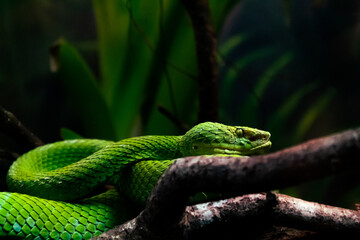 Green Snake on Branch 