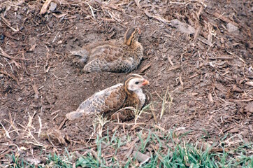 Baby guinea hens in nests on the ground