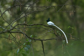 Indian paradise flycatcher perched on a tree at Bhigwan bird sanctuary Maharashtra, India