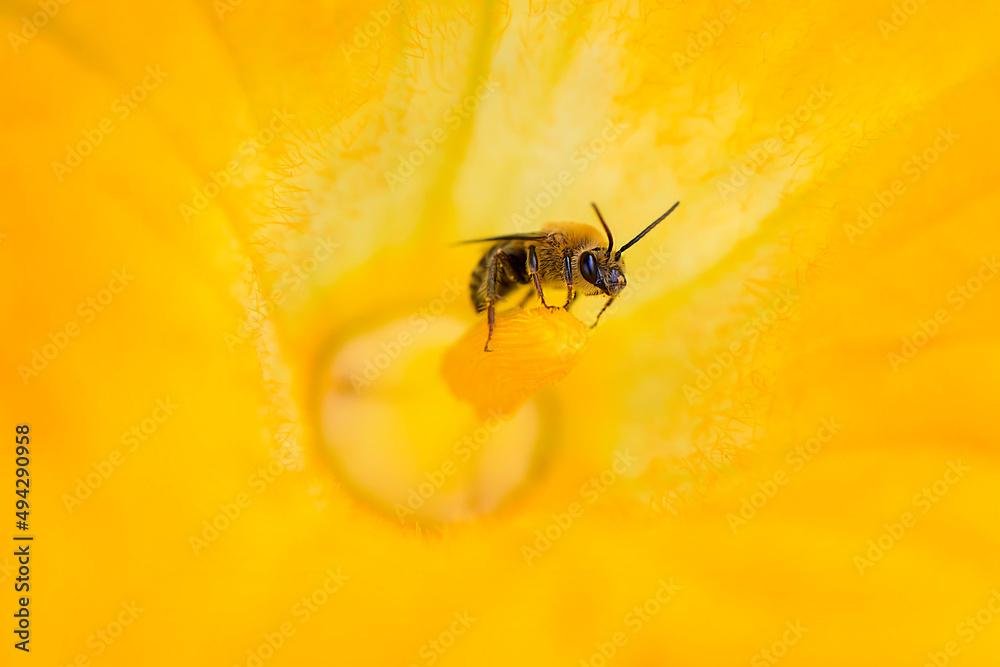 Wall mural bee in squash plant