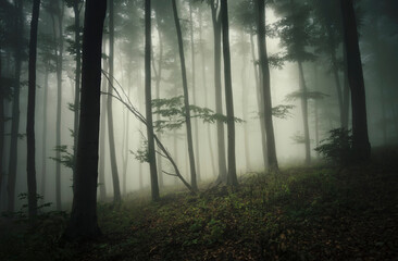 Fototapeta premium mysterious green forest in fog
