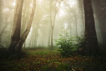 morning in green misty woods