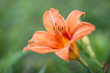 Fototapeta premium Ditch Lily