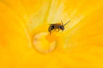 Bee in Squash Plant