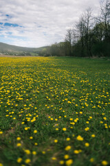 Fototapeta premium yellow dandelions on grass field, spring landscape