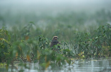 Eurasian Marsh harrier perched on bushes in the lake at Bhigwan bird sanctuary, Maharashtra