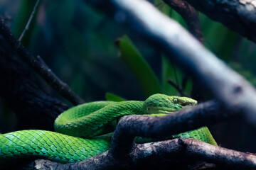Green Snake on Branch 