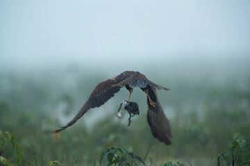 Eurasian Marsh harrier flying with a coot chick kill at Bhigwan bird sanctuary, Maharashtra