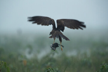 Marsh harrier with a coot chick kill at Bhigwan bird sanctuary, Maharashtra