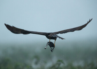 Eurasian Marsh harrier flying with a coot chick kill at Bhigwan bird sanctuary, Maharashtra