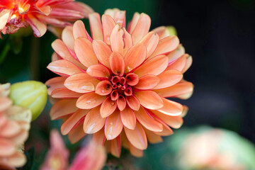 Dahlia Flower