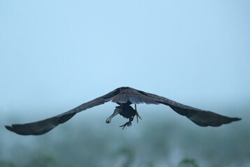 Eurasian Marsh harrier with a coot chick kill at Bhigwan bird sanctuary, Maharashtra