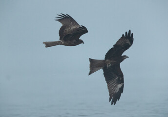 Greater spotted eagles in flight at Bhigwan bird sanctuary, Maharashtra