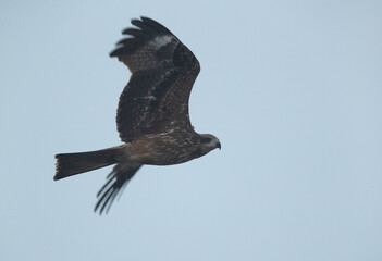Greater spotted eagles in flight at Bhigwan bird sanctuary, Maharashtra