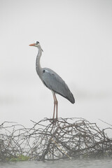 Grey heron perched on bush in the foggy morning at Bhigwan bird sanctuary, India
