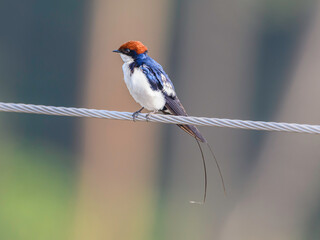 Wired tailed swallow sitting on a wire displacing his wire tail in a natural Habitat.