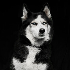 Close-up image of a husky in front of black background. © Dragosh