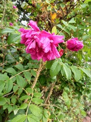 pink flowers