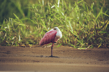 A Roseate Spoonbill pink bird standing on the river bank