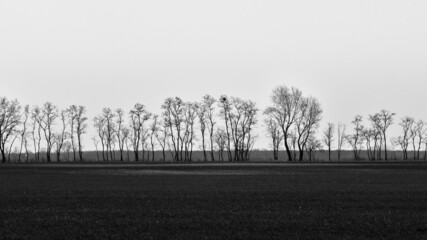 Lots of trees in a row at the end of the field in black and white