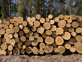 Logs of wood lying on a pile in the forest