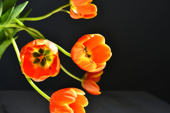 A close up image of several bright orange and yellow tulips against a black background. 