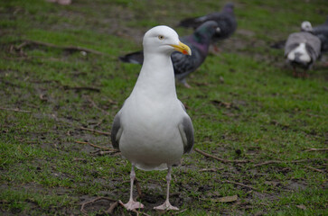 Möwe im Park