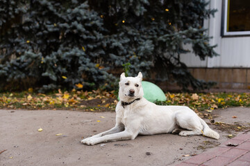 White small dog on a backgroun of yellow autumn leaves.