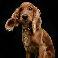 Close-up front portrait of a cute coker spaniel isoalted on a black background.