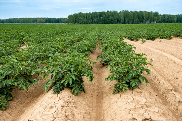 Fototapeta na wymiar perspective from green rows of growing potatoes in an agricultural field