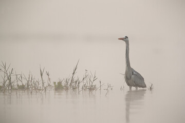 Grey heron fishing in the foggy morning at Bhigwan bird sanctuary, India