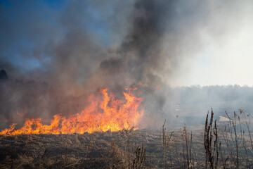 Feldbrand und Waldbrand nach langer Trockenheit