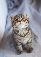 Fototapeta na wymiar Soft focus. Portrait of striped kitten sits on blue textile. Adorable domestic animals. 