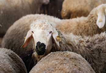 Sheep portrait.  Close up sheep photo.